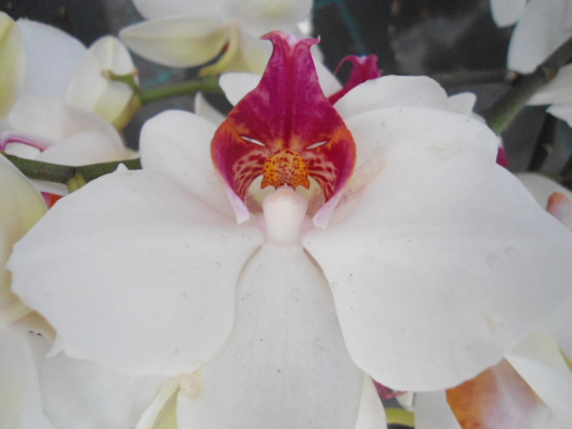 Conflit avec les orchidées Dsc00035