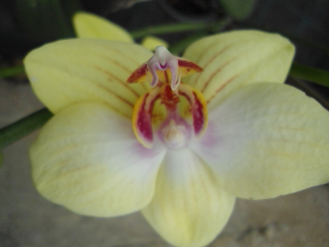 Conflit avec les orchidées Dsc00036
