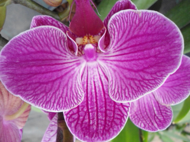 Conflit avec les orchidées Dsc00038