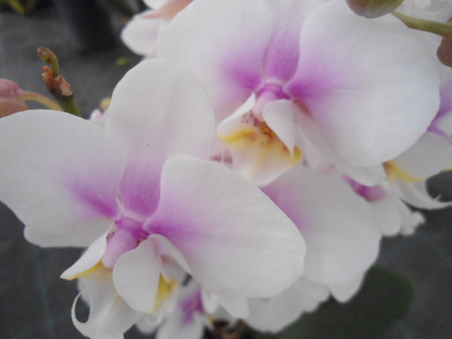 Conflit avec les orchidées Dsc00039
