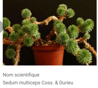 Sedum : les rustiques - botaniques, cultivars, hybrides... - Page 8 Screen15
