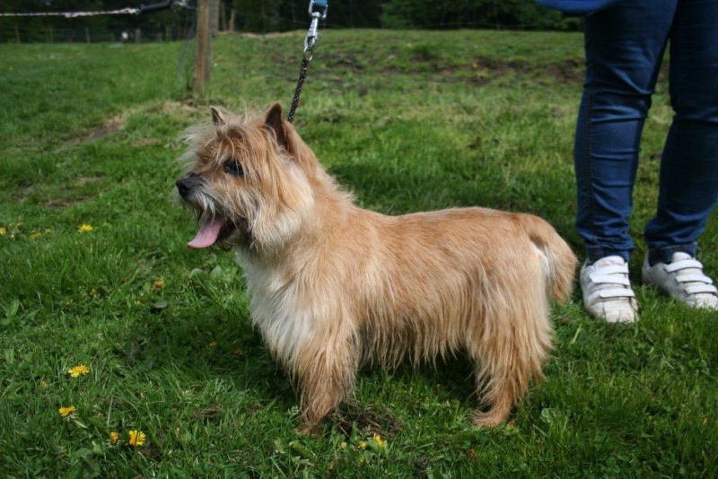CHARLES - cairn terrier 10 ans - Animal sans toit à Grace Hollogne (Belgique) 10162810