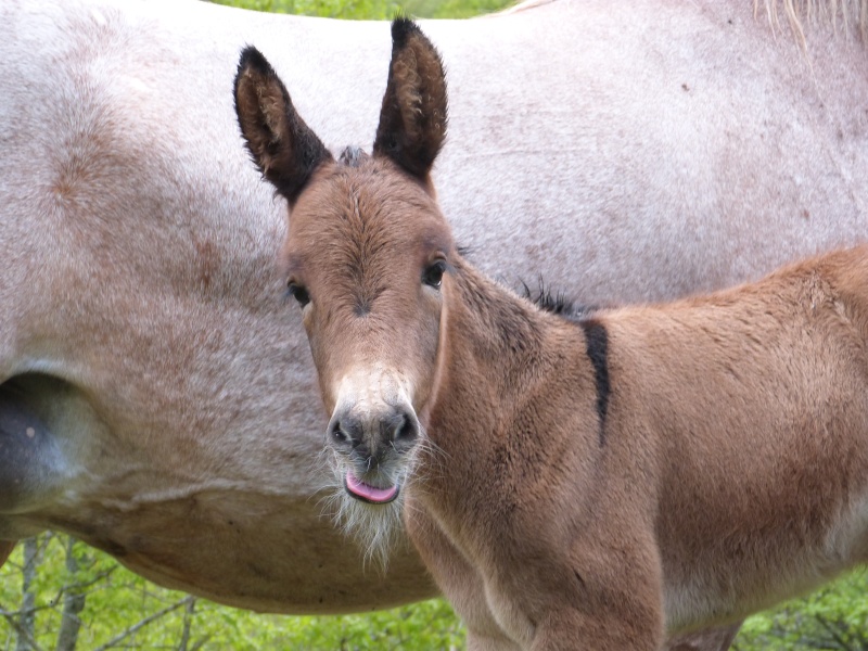 un mulet, une mule, est ce que vous connaissez ces adorables petites boules de poils? P1030111