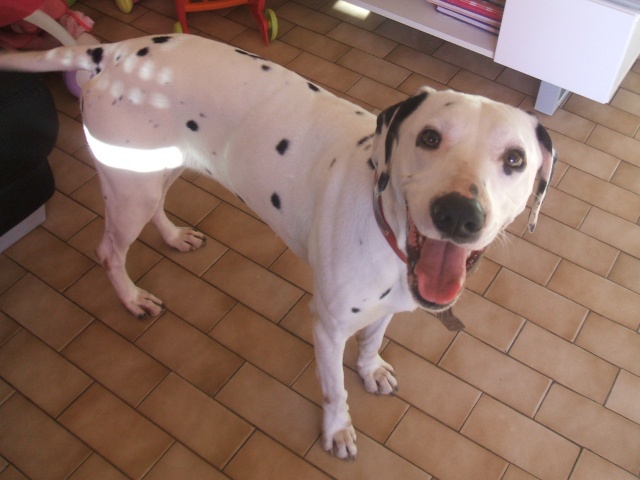 [ADOPTEE]LOUNA - Dalmatien F - 2 ans - en FA (62) - asso dalmaSF Dscf2017