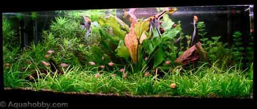 biotope amazonien Am_sud10