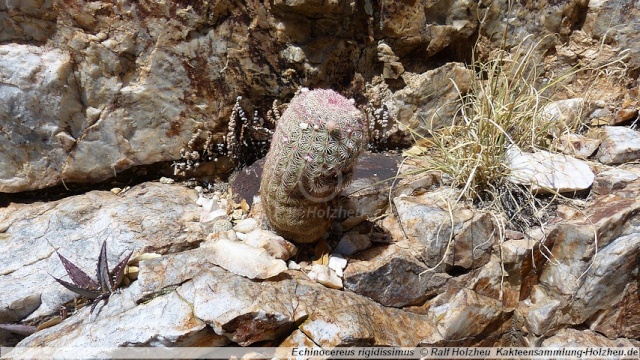 Arizona und Utah 2013 - Reisebericht - Seite 2 70_ech10