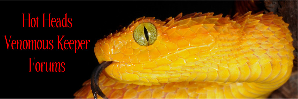 SAReptiles • View topic - Atheris chlorechis