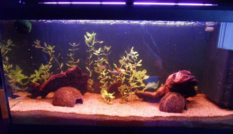 Mon aquarium de 96 L Aquari13