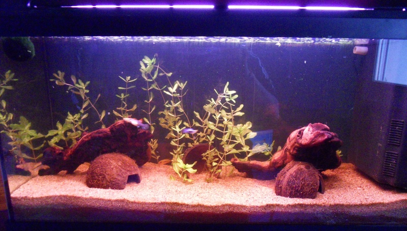 Mon aquarium de 96 L Aquari14