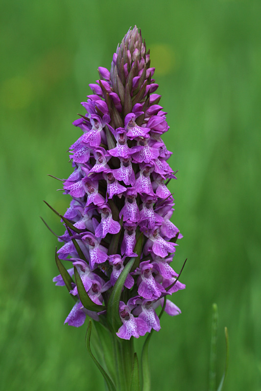 Orchids in England Praete10