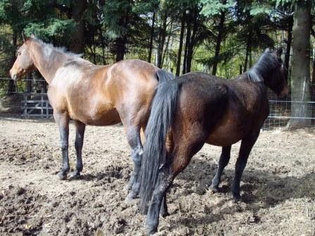 Il mio regno per un cavallo... ma anche due! Camucc10