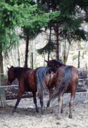 Il mio regno per un cavallo... ma anche due! Gio10