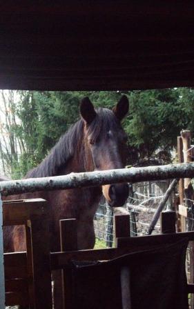 Il mio regno per un cavallo... ma anche due! Pronta10