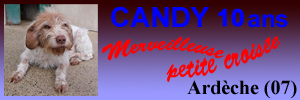 CANDY -  griffon 10 ans - Refuge des Amandiers à Lavilledieu (07) Candy_11