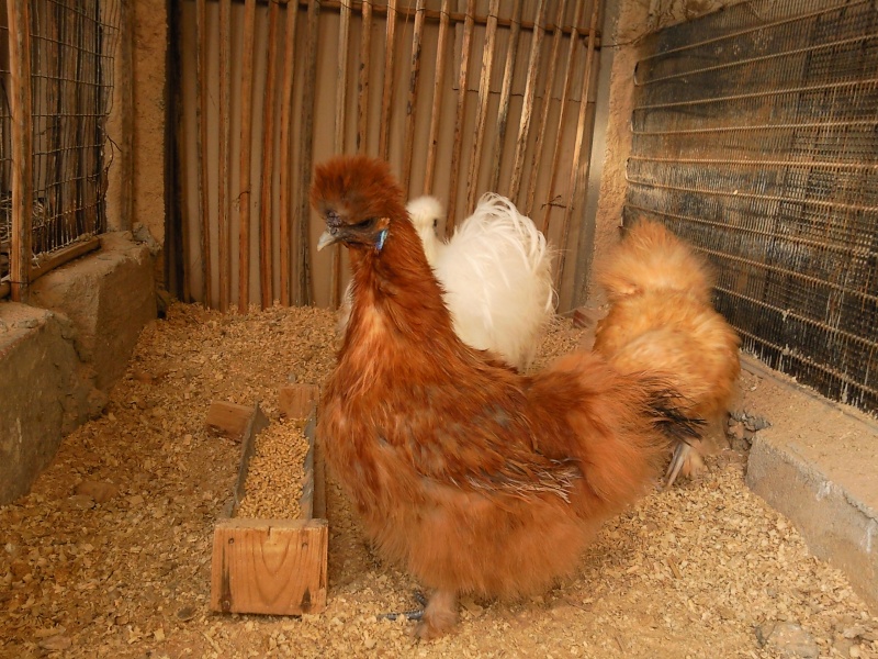 mes poules negres-soie  en photos  Photo020