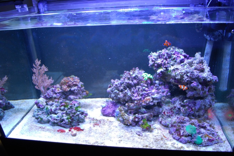 reef at home 2013-010