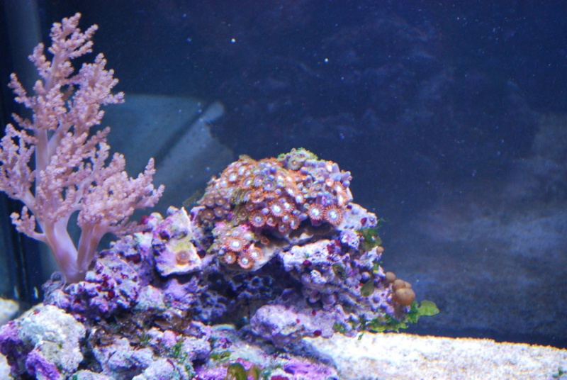 reef at home 2013-012