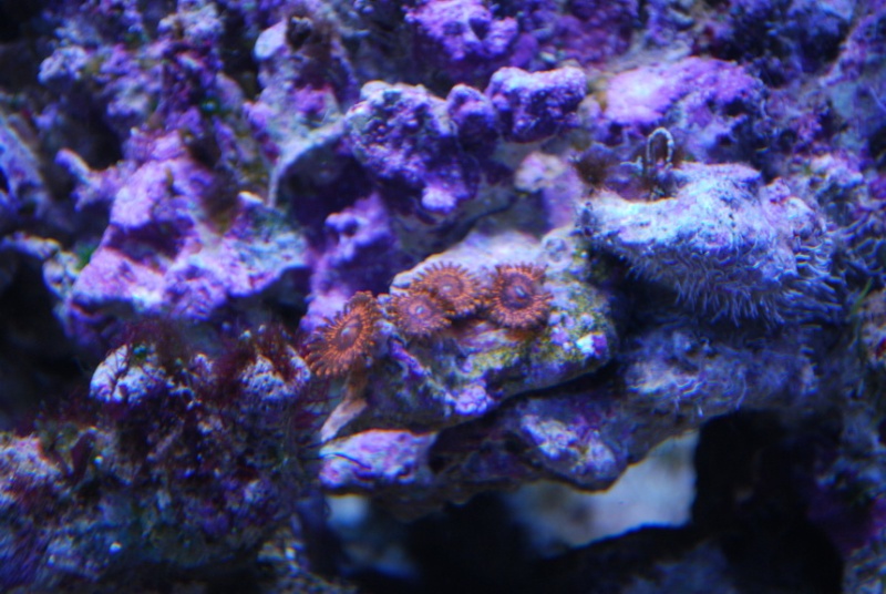 reef at home 2013-014