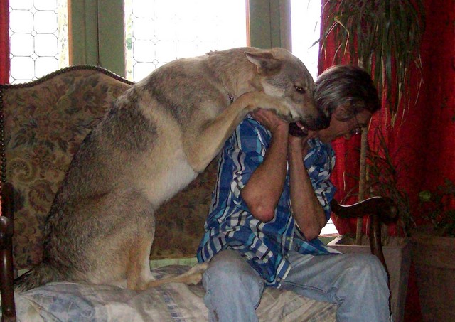 2 Irish,un chien loup tchécoslovaque, mes Trolls!! - Page 33 100_4210