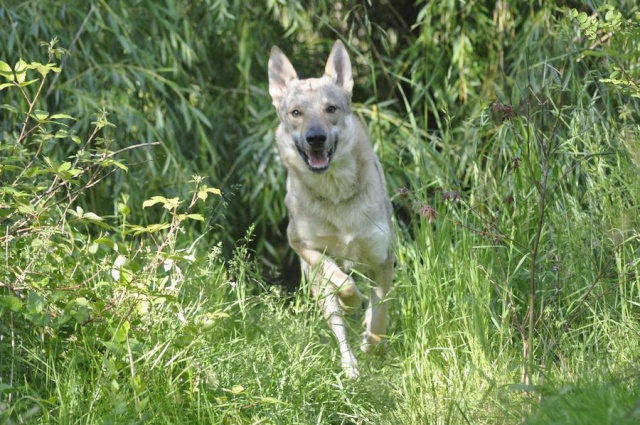 2 Irish,un chien loup tchécoslovaque, mes Trolls!! - Page 36 _dsc7310