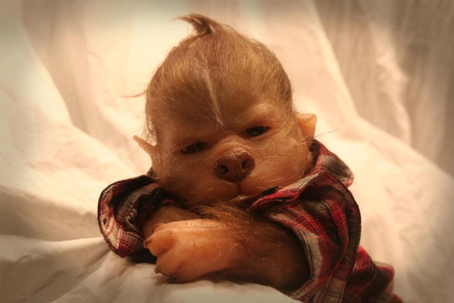 Werepups Bebe Loup Garous Werepups Bebe Loup Garous