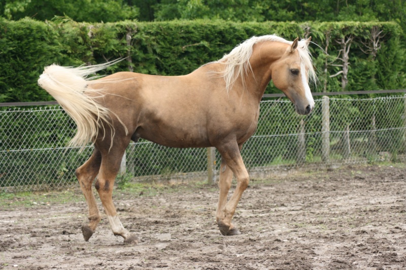 Twenty Gold Blue Eye, DSA palomino - Page 2 Img_4810