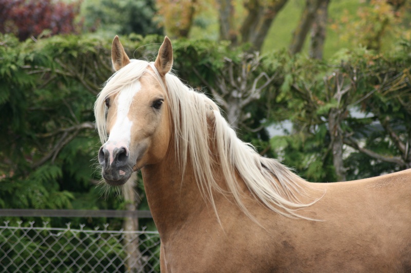 Twenty Gold Blue Eye, DSA palomino - Page 2 Img_4811