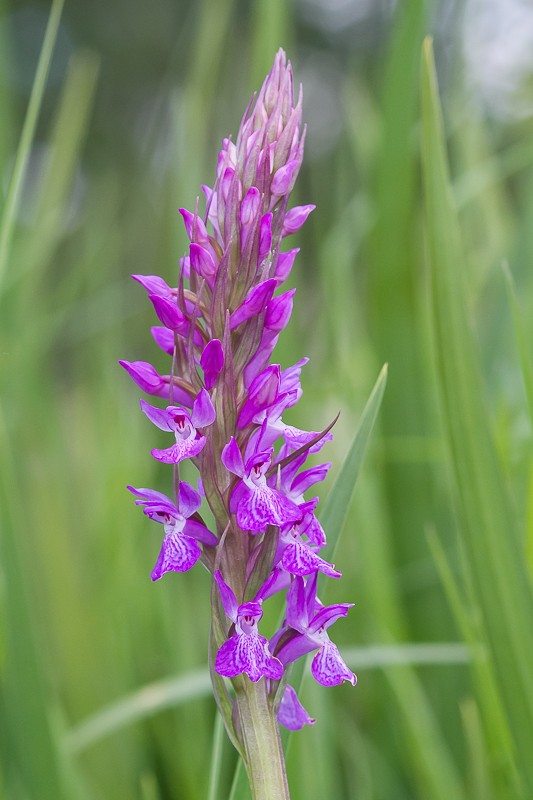 Dactylorhiza elata ( Orchis élevé ) 20130110