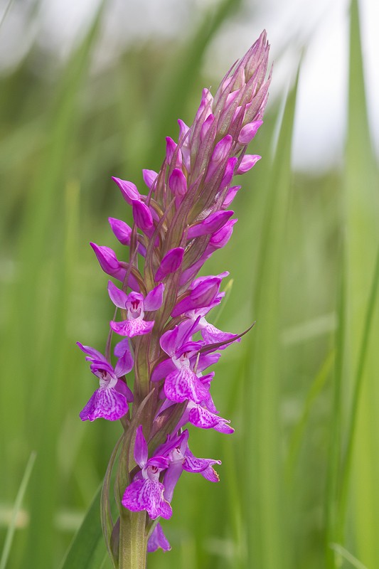 Dactylorhiza elata ( Orchis élevé ) 20130112