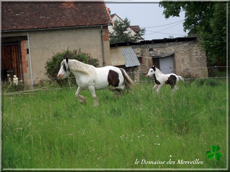 Délice des Merveilles pouliche IC 2013 pie-noir yeux bleus: VENDUE 18_jui24