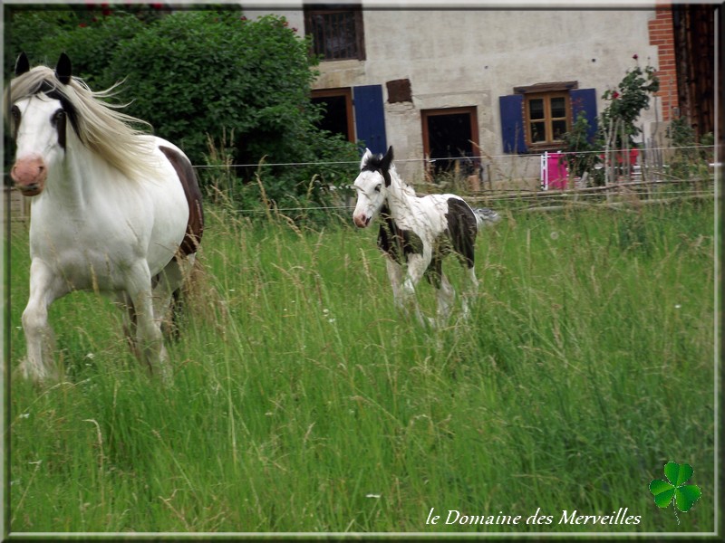 Délice des Merveilles 18_jui28