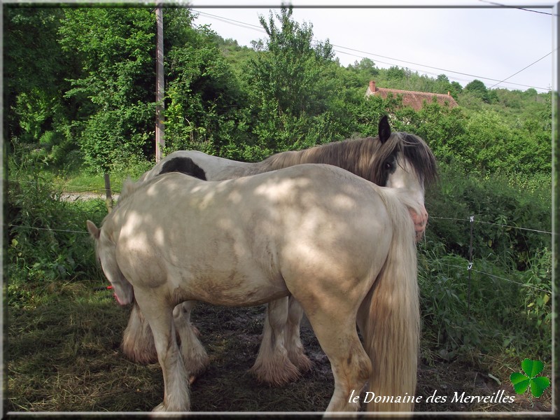 Les étalons du Domaine des Merveilles 19_jui33