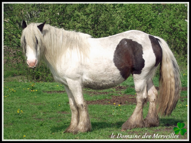 Naissance 2013 au Domaine des Merveilles: Délice des Merveilles 30-04-11