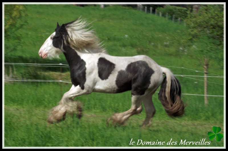 Cillbarra Léo, hongre au Domaine des Merveilles 30-04-20