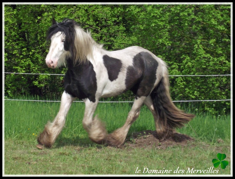 Cillbarra Léo, hongre au Domaine des Merveilles 30-04-21