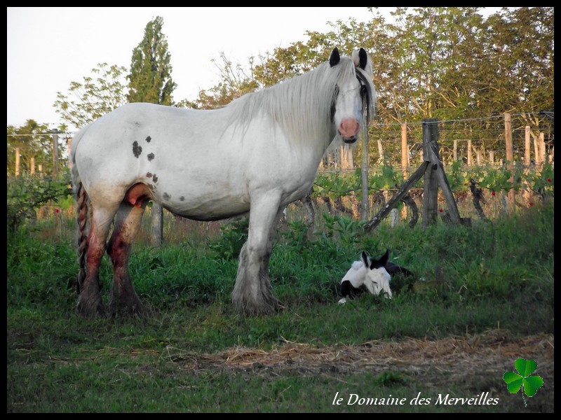 Naissance 2013 au Domaine des Merveilles: Délice des Merveilles 6_juin10