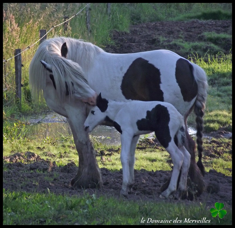 Naissance 2013 au Domaine des Merveilles: Délice des Merveilles 6_juin13