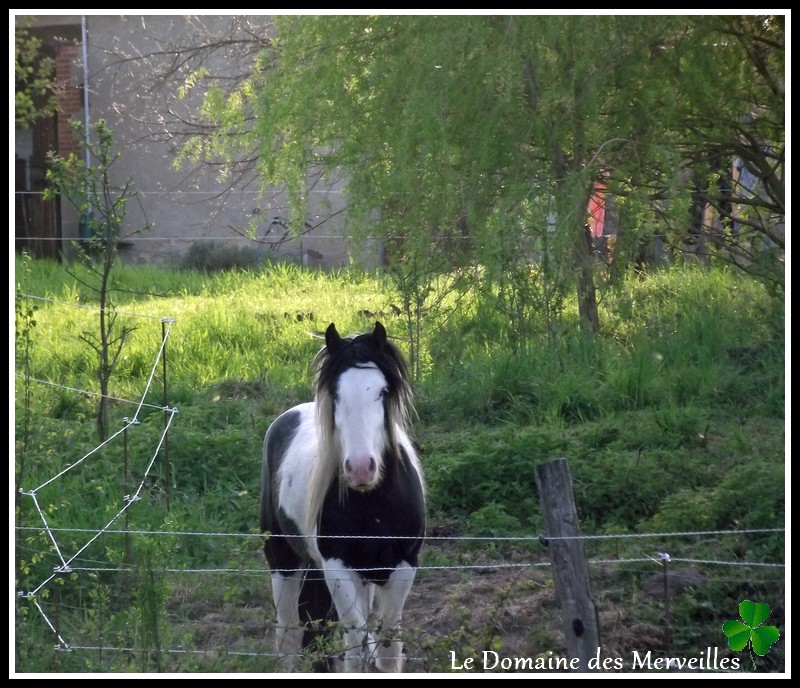 Cillbarra Léo, hongre Irish Cob au Domaine des Merveilles - Page 2 6_mois10