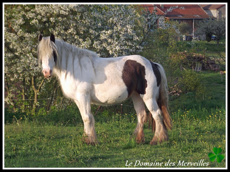 Naissance 2013 au Domaine des Merveilles: Délice des Merveilles 6_mois25