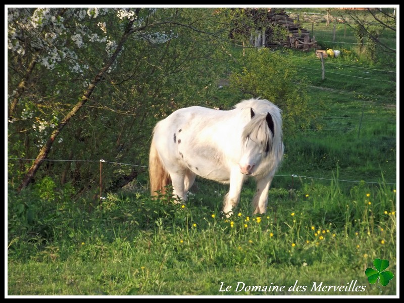 Naissance au Domaine des Merveilles - Page 2 6_mois27