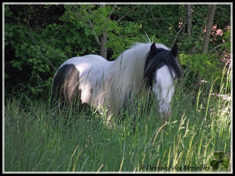 Etalon Irish Cob pie-noir, yeux bleus pour saillies 2013 7_mois15