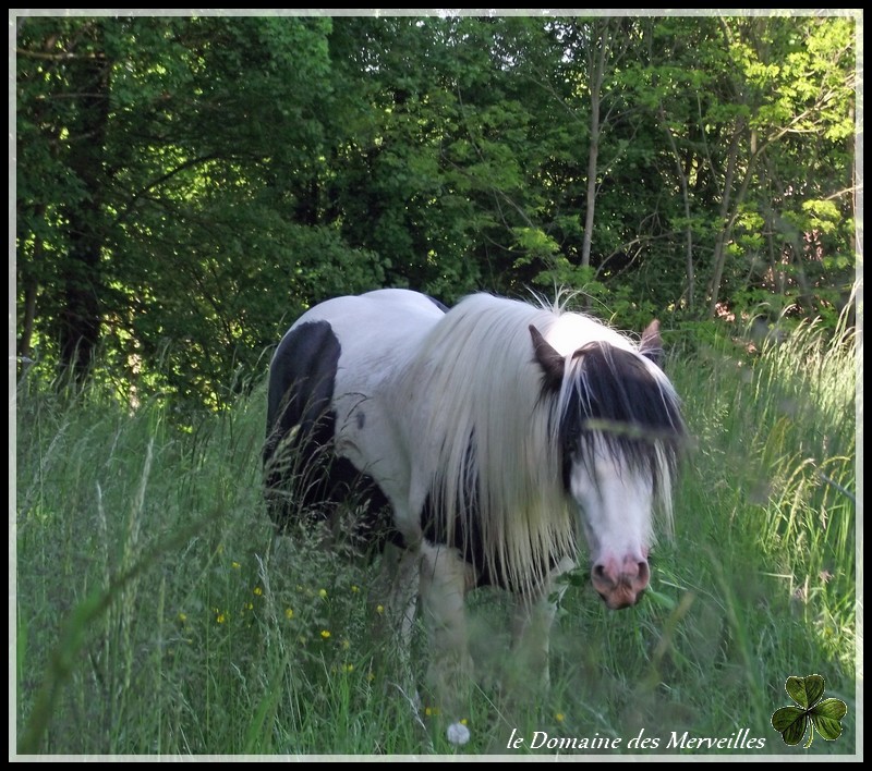 Etalon Irish Cob pie-noir, yeux bleus pour saillies 2013 7_mois18