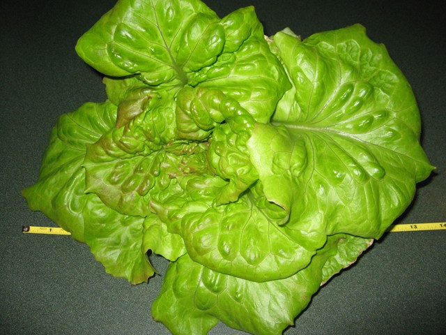 Growing Lettuce Indoors in the Summer Hydro-11