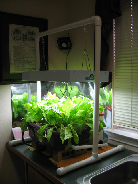 Growing Lettuce Indoors in the Summer Hydro_10