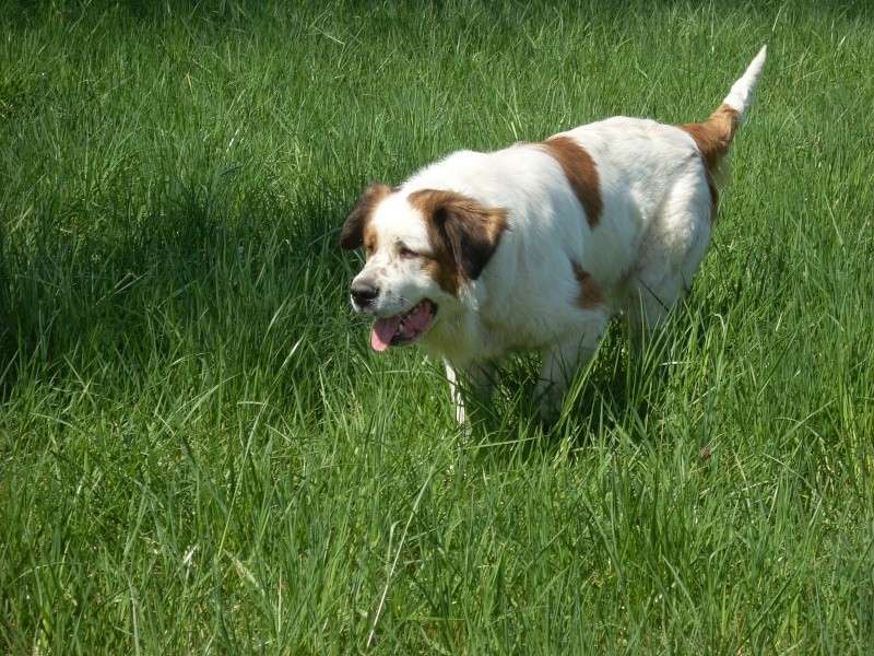 LEONNE femelle st bernard 2 ans et demi - Balloy (77) Sl388110