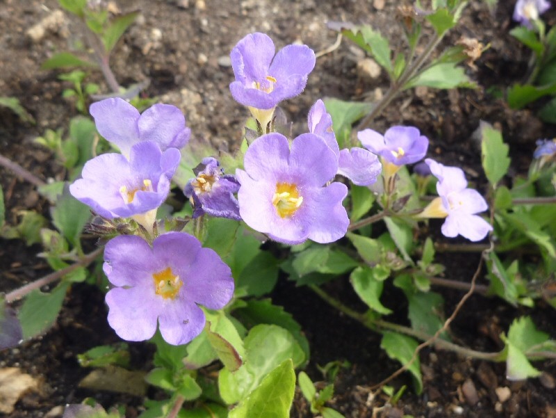 J'ai oublié... Bacopa  Myster10