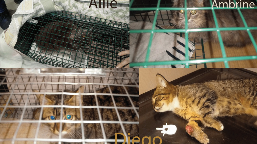 Nouvelles de l'association AUX FELINS HEUREUX - Page 6 Actuan10