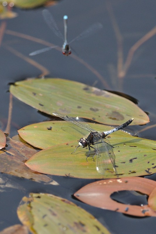 [Leucorrhinia caudalis & Divers] Leuchorrines 2013 Leucor12