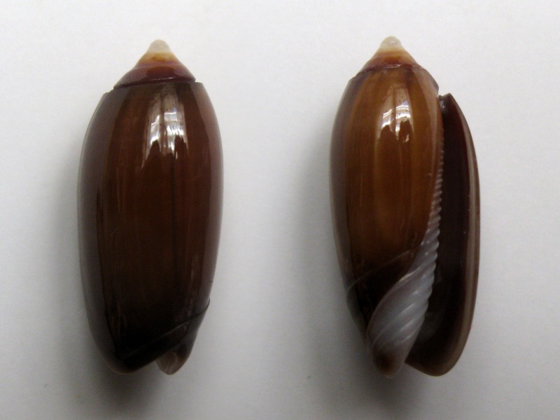 Galeola sidelia f. volvarioides (Duclos, 1840) - Worms = Oliva todosina f. volvarioidesDuclos, 1840 Img_6210