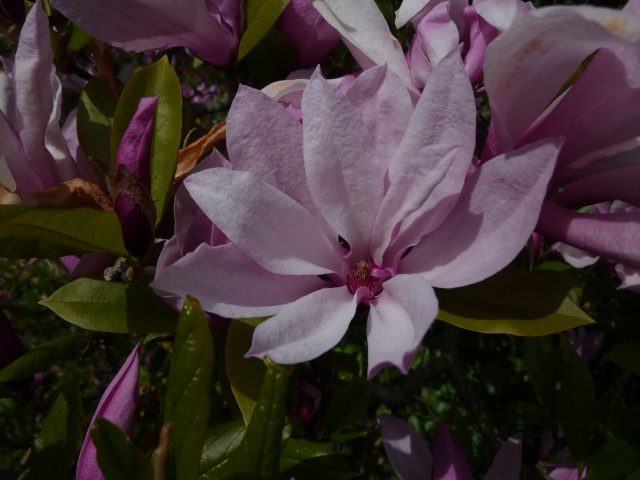 le jardin de frimousse.. - chapitre I en l'an 04710